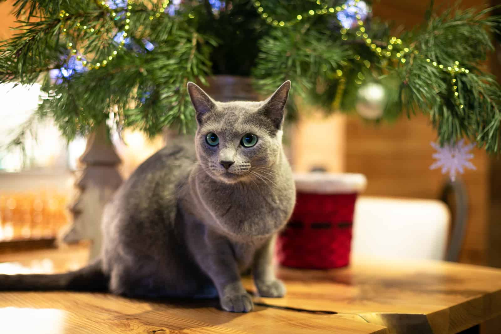 Russian Blue Cat sitting on table in living room