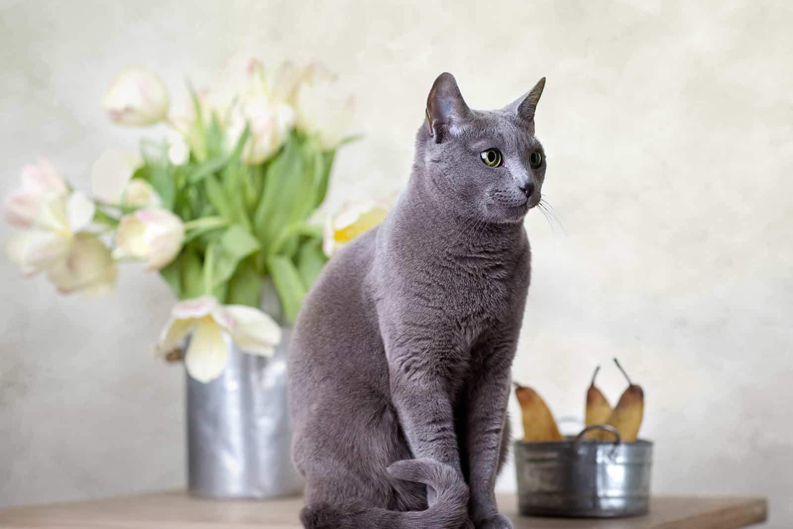 Russian Blue Cat sitting on table