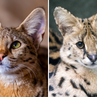 savannah cat vs serval cat