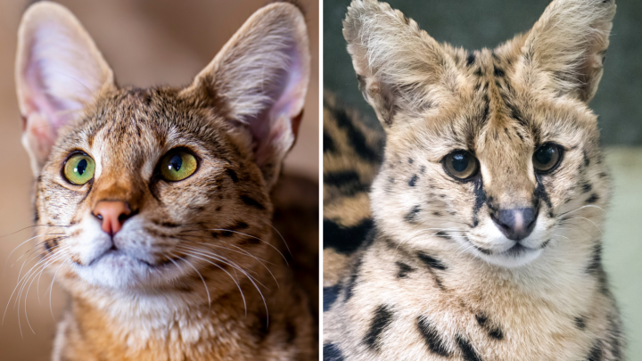 Differences And Similarities Between Savannah Cat Vs Serval Cat