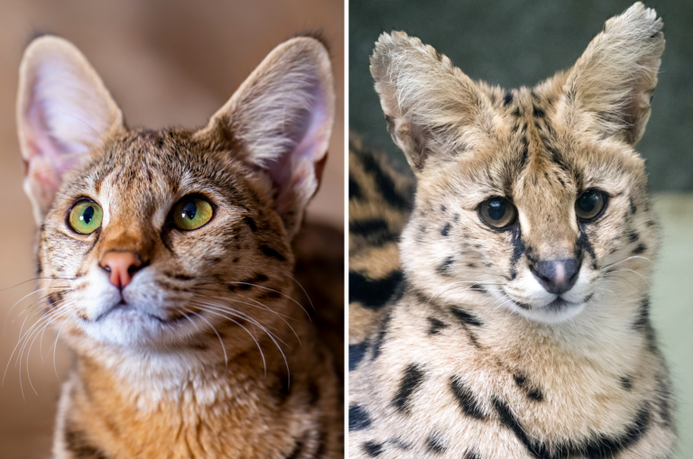 savannah cat vs serval cat