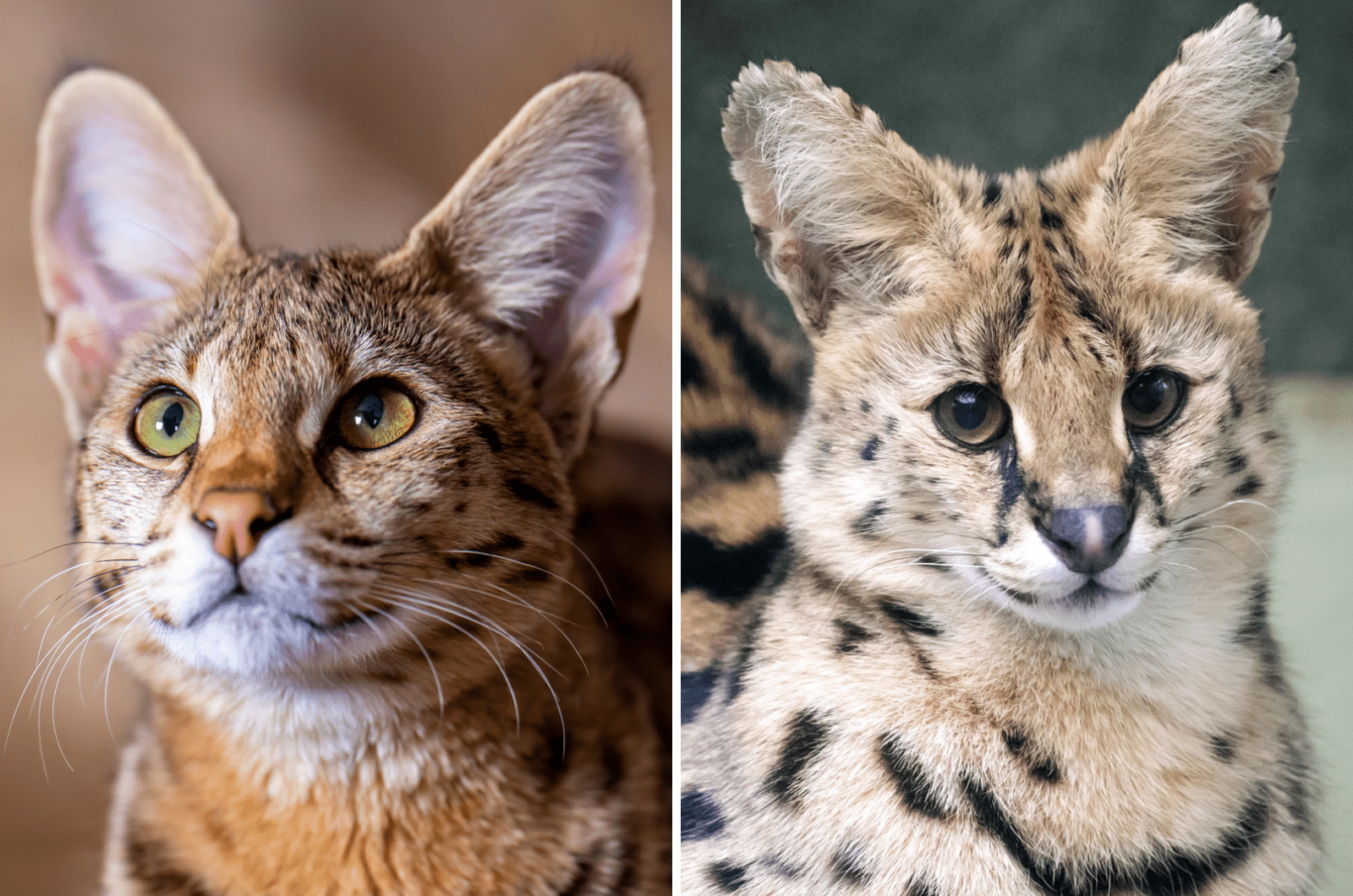 Savannah Cat Vs Serval Cat: Differences & Similarities