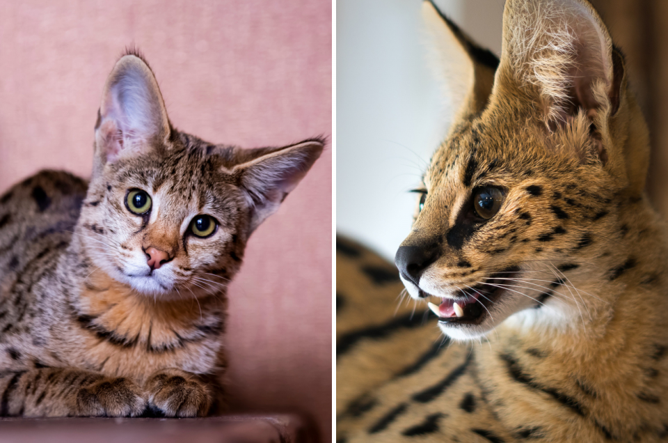 Savannah Cat Vs Serval Cat: Differences & Similarities