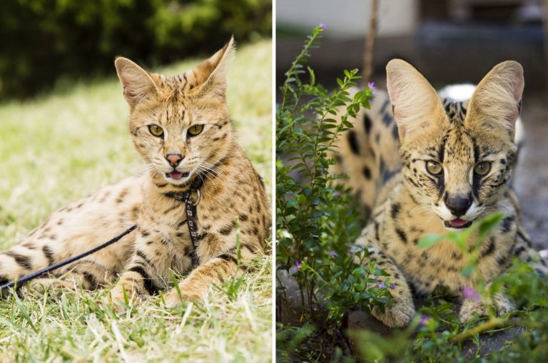Savannah Cat Vs Serval Cat Differences & Similarities