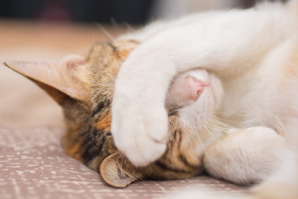 Why Do Cats Cover Their Face When They Sleep? 7 Reasons