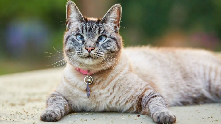 Siamese Cat Cross Eyed – Why Your Meezer Looks Like That