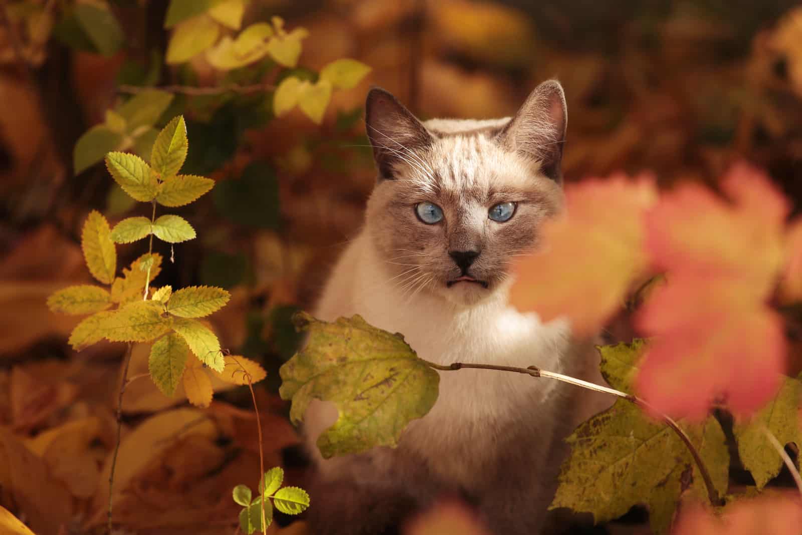 Siamese grey cross-eyed cat in autumn forest