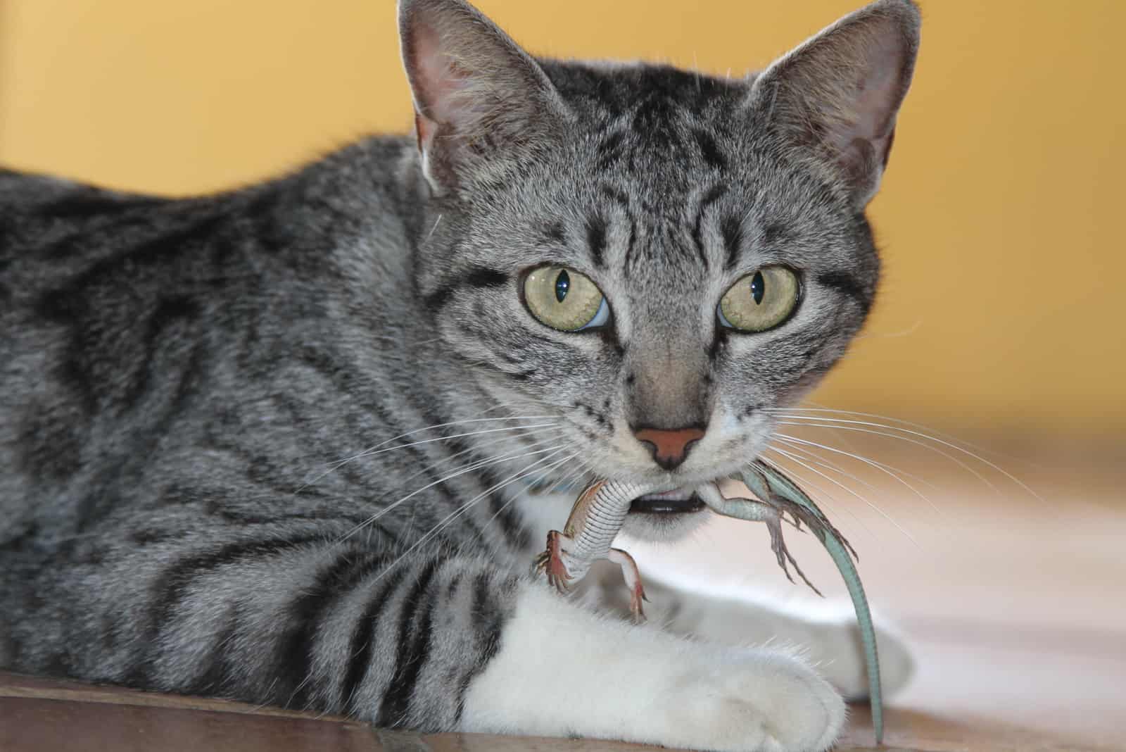 Striped Cat with Piercing Eyes and a Lizard in its Mouth 