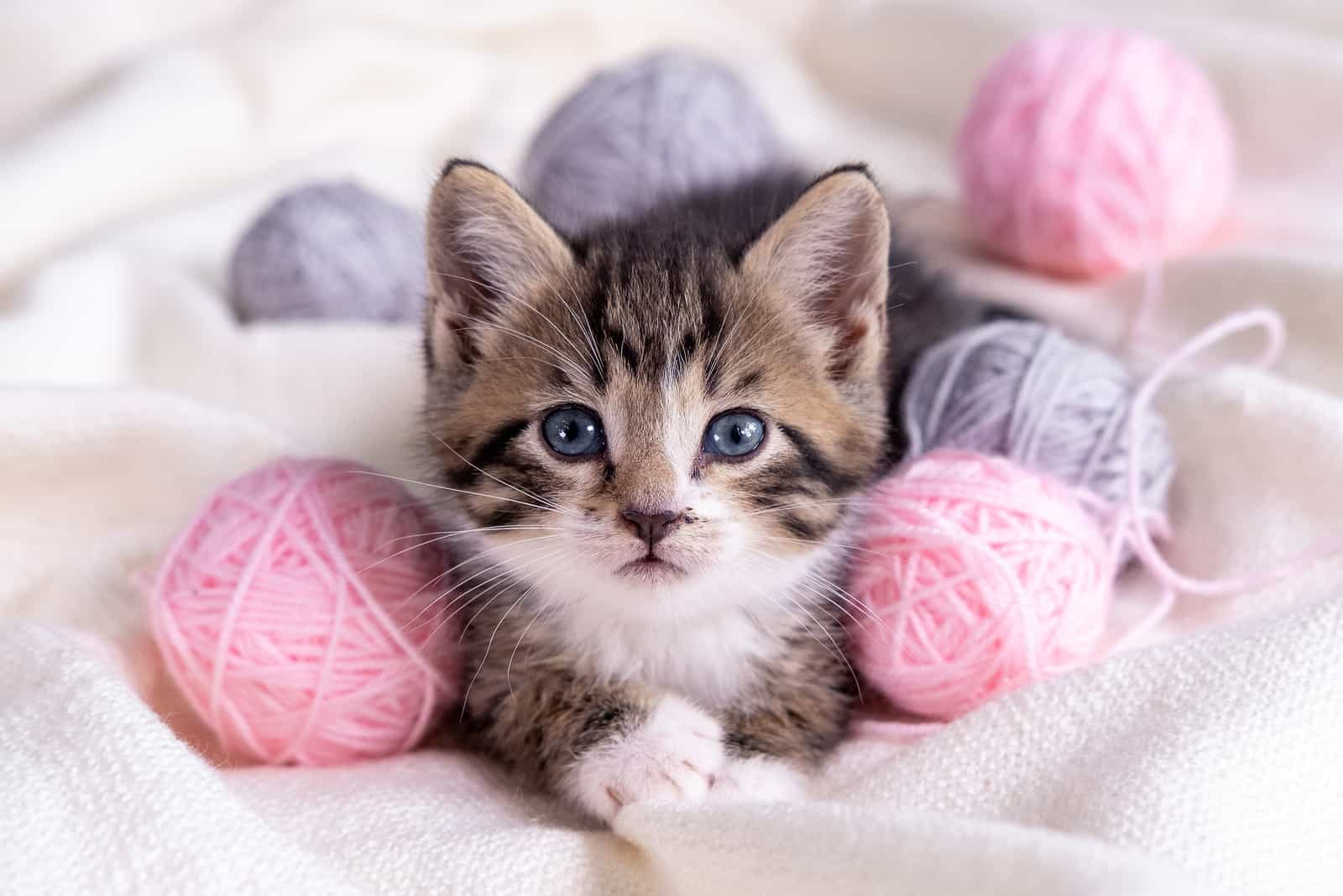 Striped cat playing with pink and grey balls