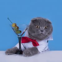 cat drinking martini