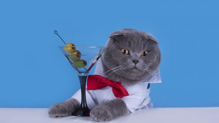 TOP 40 Alcohol Names For Cats: Best Possible Choice