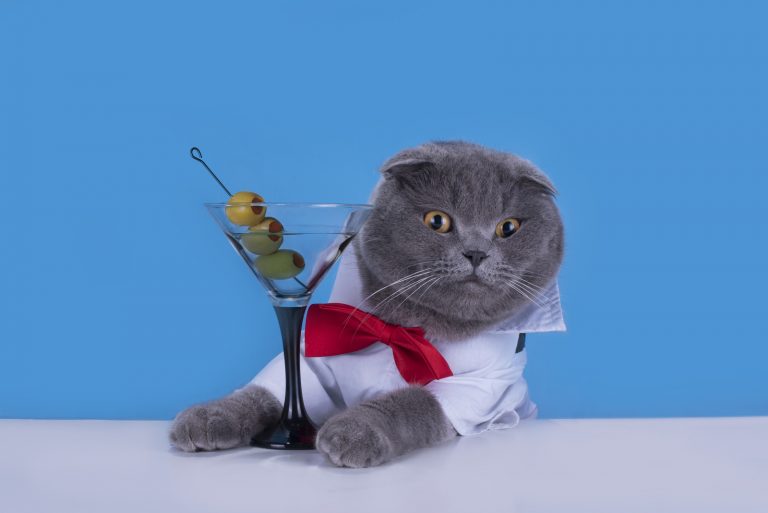 cat drinking martini