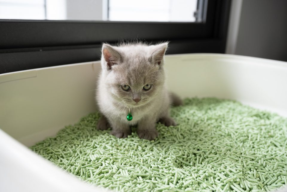 How Long Can Cats Hold Their Pee? Help Guide
