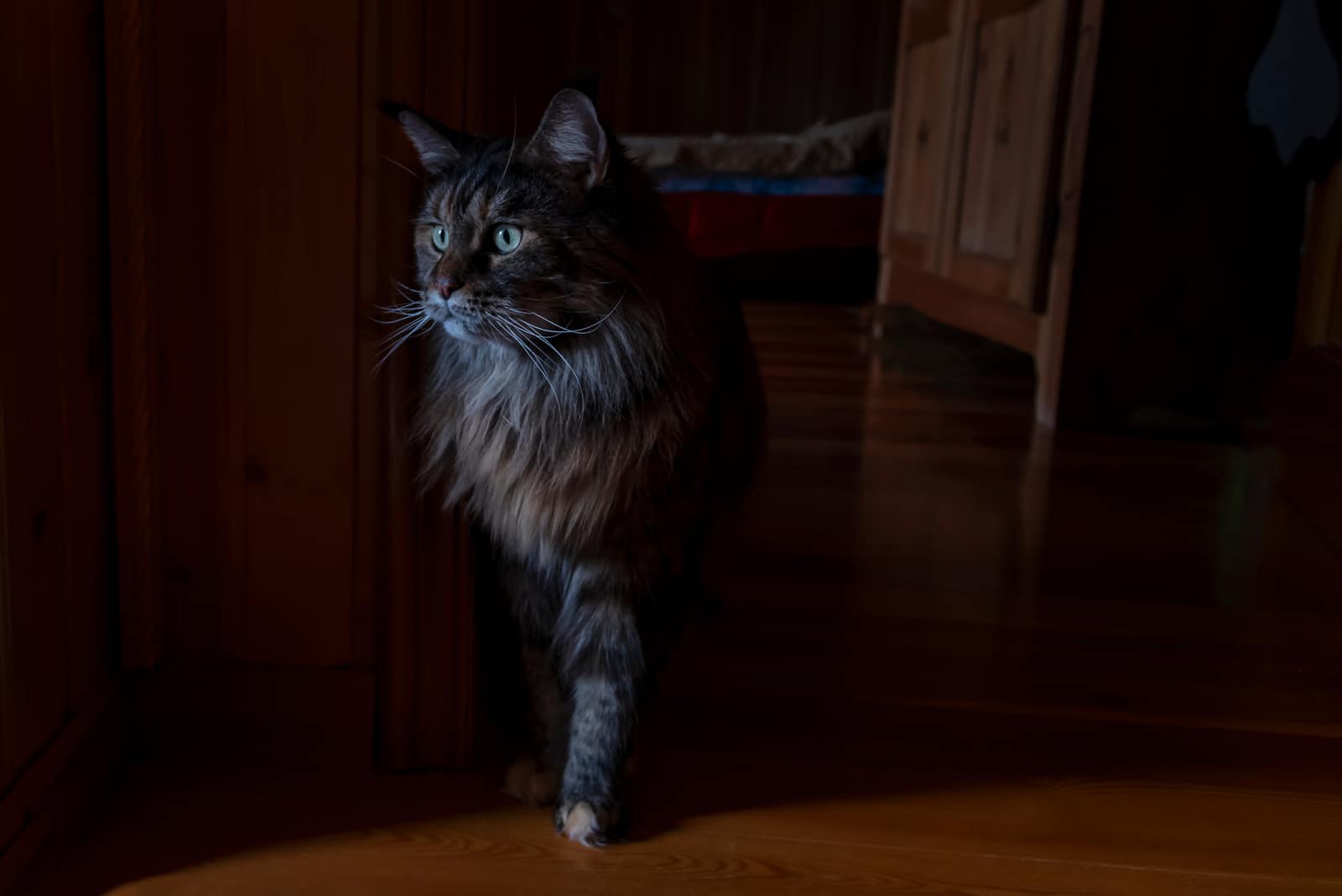 The Maine Coon walks around the house in the dark