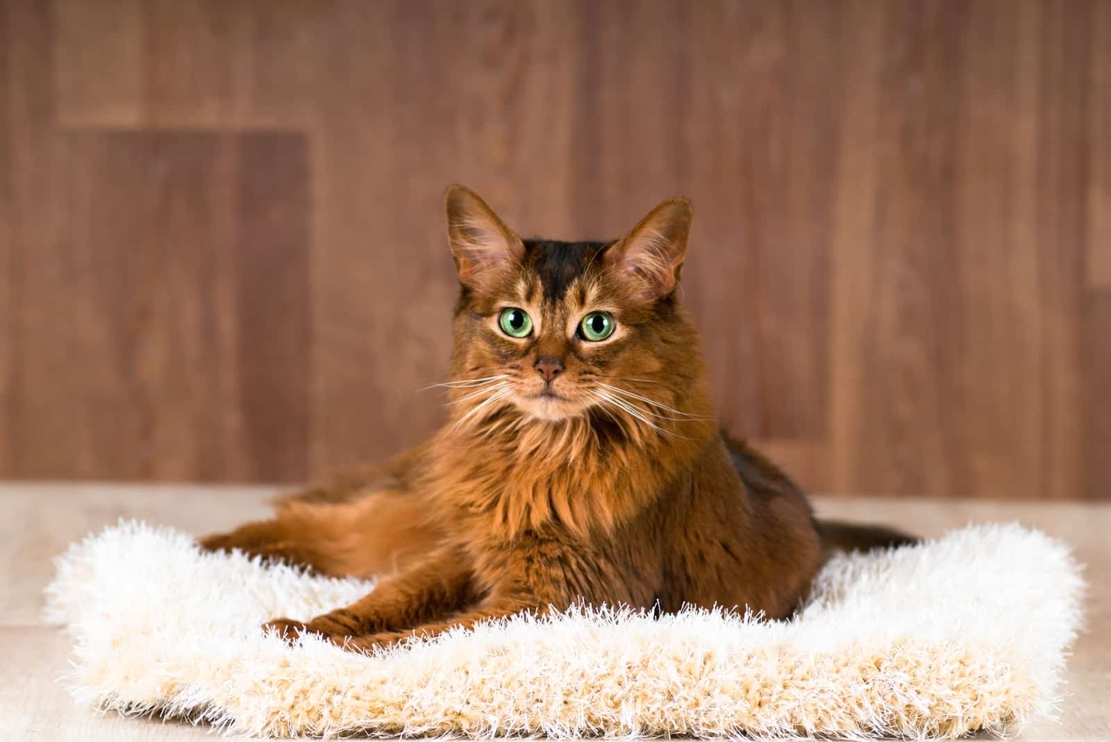 The Somali cat lies and looks ahead