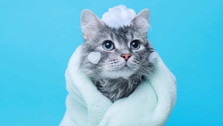 This Is How Often You Should Wash Your Indoor Cat
