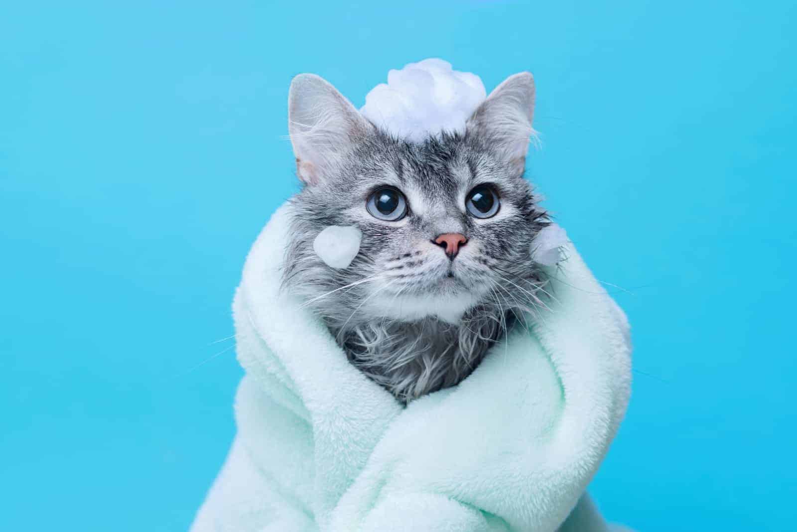 how often should a cat be bathed