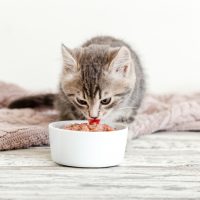 little kitty eating from a bowl