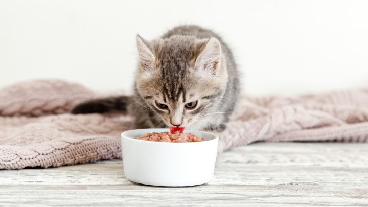 What Do Cats Like To Eat For Breakfast? Plus 3 Yummy Ideas!