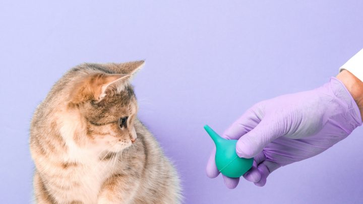 What To Expect After Cat Has An Enema? At Home Care