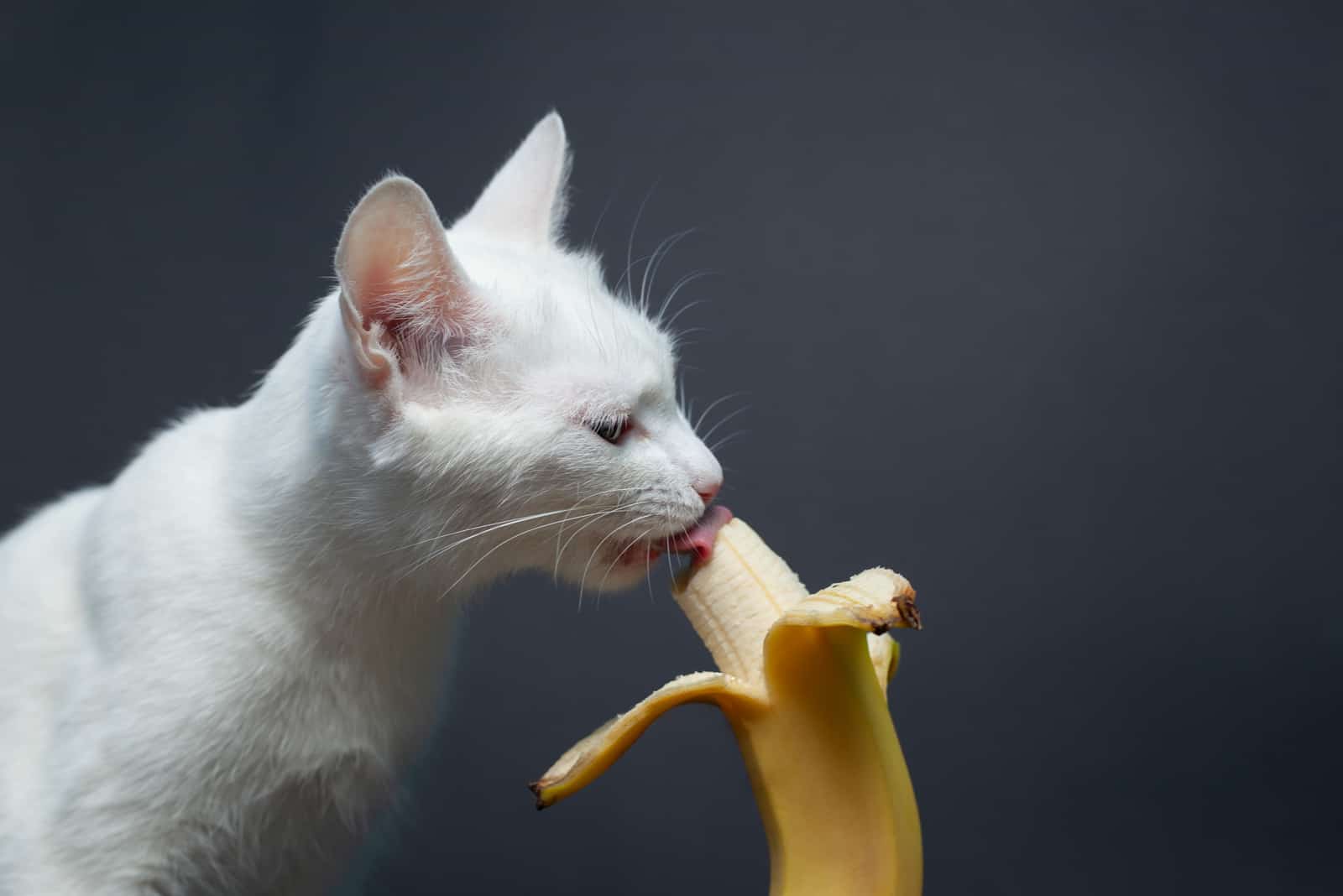 White cat eats a banana