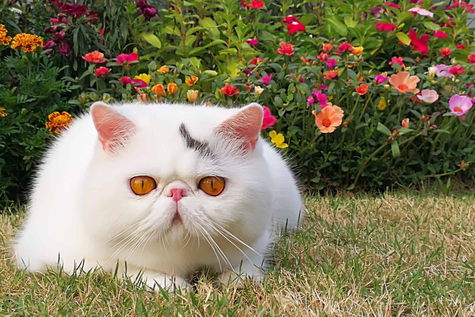 White exotic shorthair cat is laying on the floor in the garden.