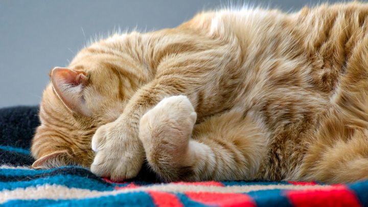 Why Do Cats Cover Their Face When They Sleep? 7 Reasons