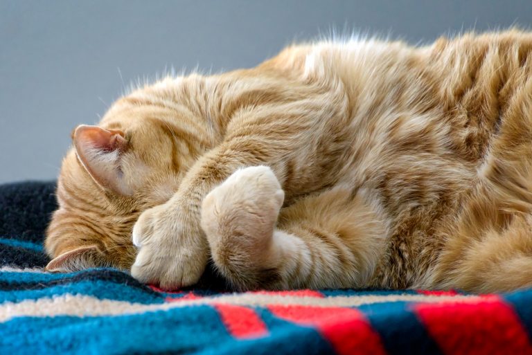 sleeping cat hiding face with large paws