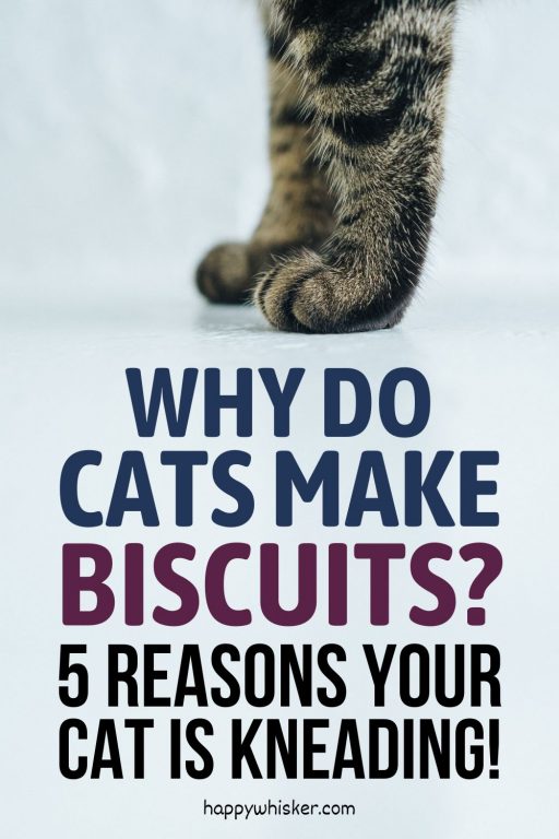 Why Do Cats Make Biscuits? 5 Reasons Your Cat Is Kneading!