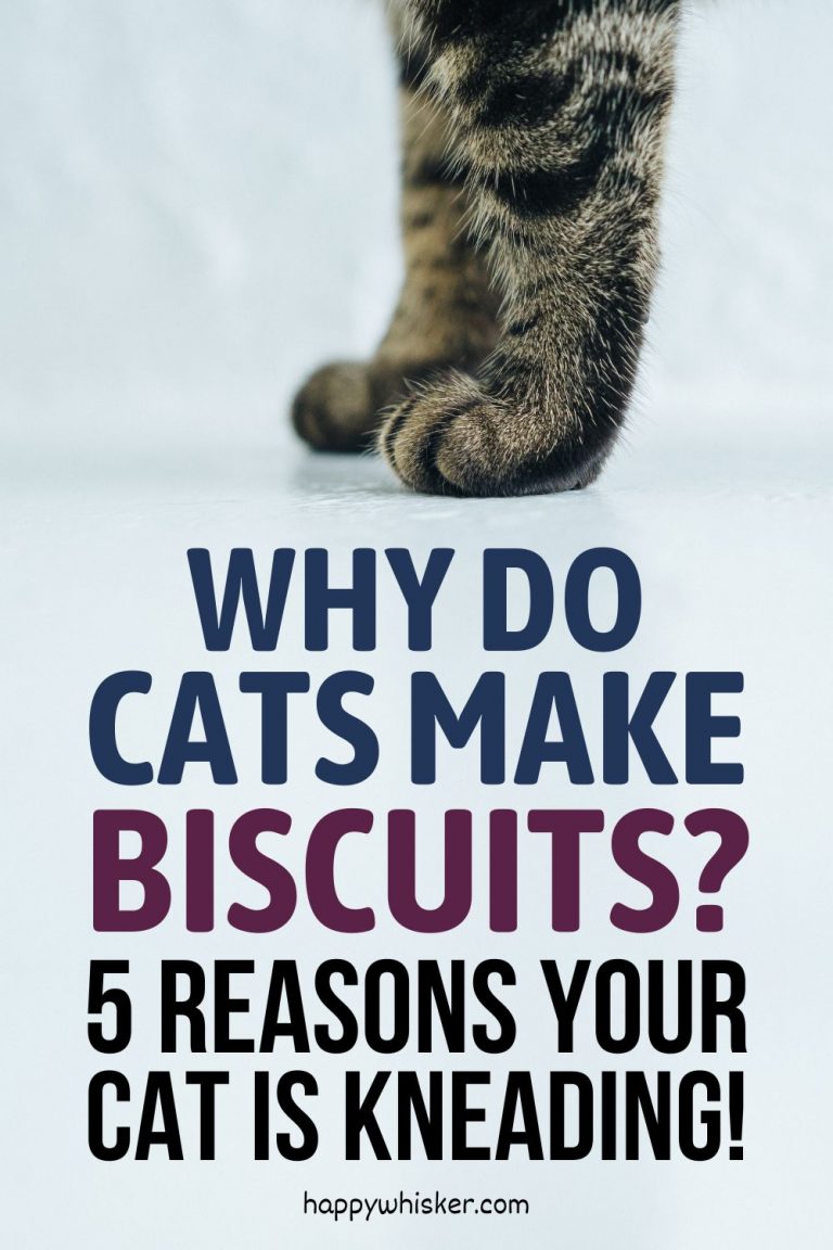 Why Do Cats Make Biscuits? 5 Reasons Your Cat Is Kneading!