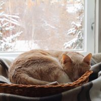 cat sleeping in basket by window