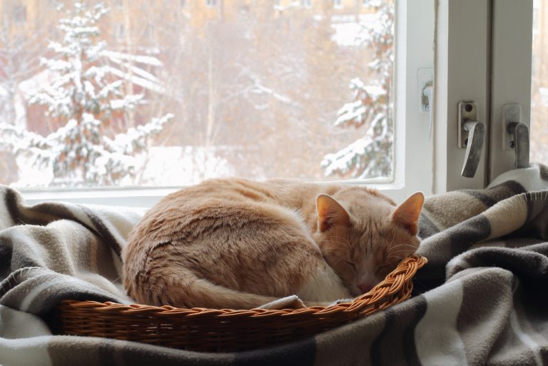 cat sleeping in basket by window