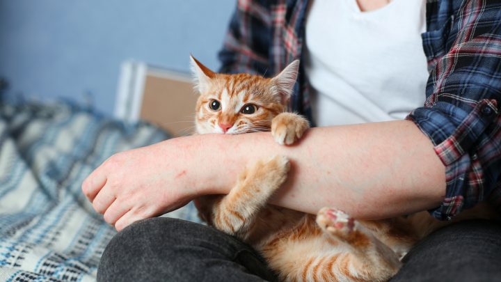 Why Does My Cat Attack Me And No One Else – 7 Reasons & Fixes