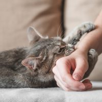 cat biting hand