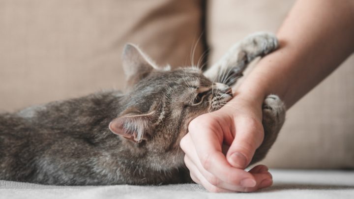 Why Does My Cat Grab My Hand And Bite Me: 8 Reasons