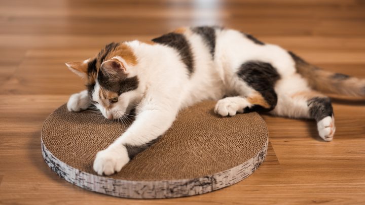 Why Does My Cat Scratch The Floor Before Drinking Water? Find Out