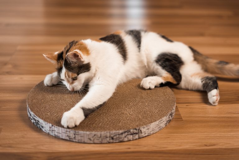 Cat sharpens its claws on a scratching post