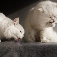 two white cats licking blanket