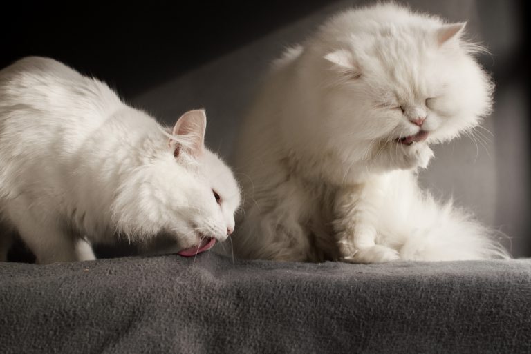 two white cats licking blanket