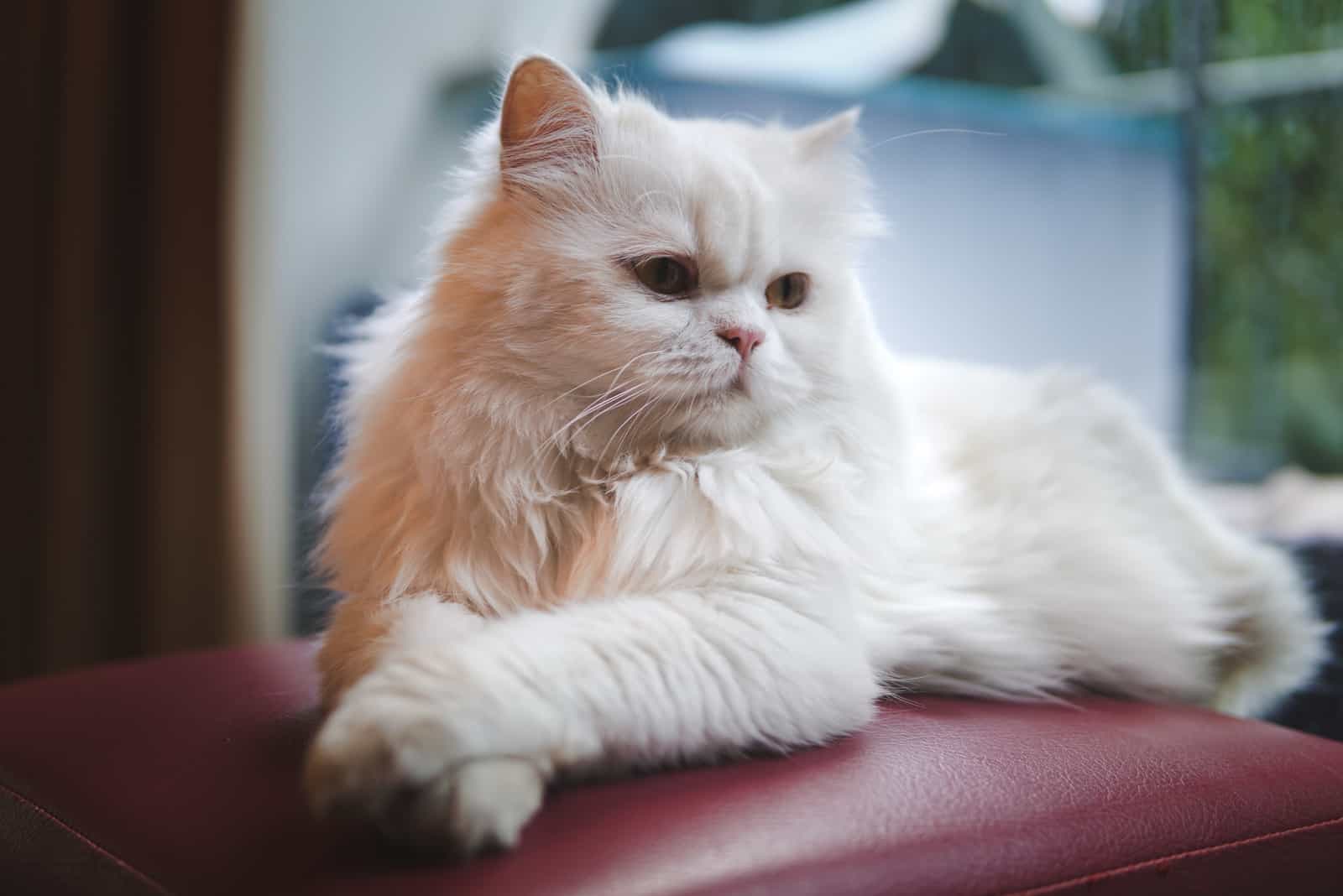 a Persian cat lies on a leather armchair