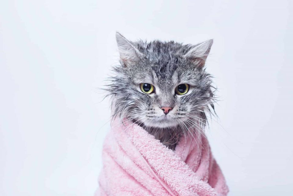 This Is How Often You Should Wash Your Indoor Cat