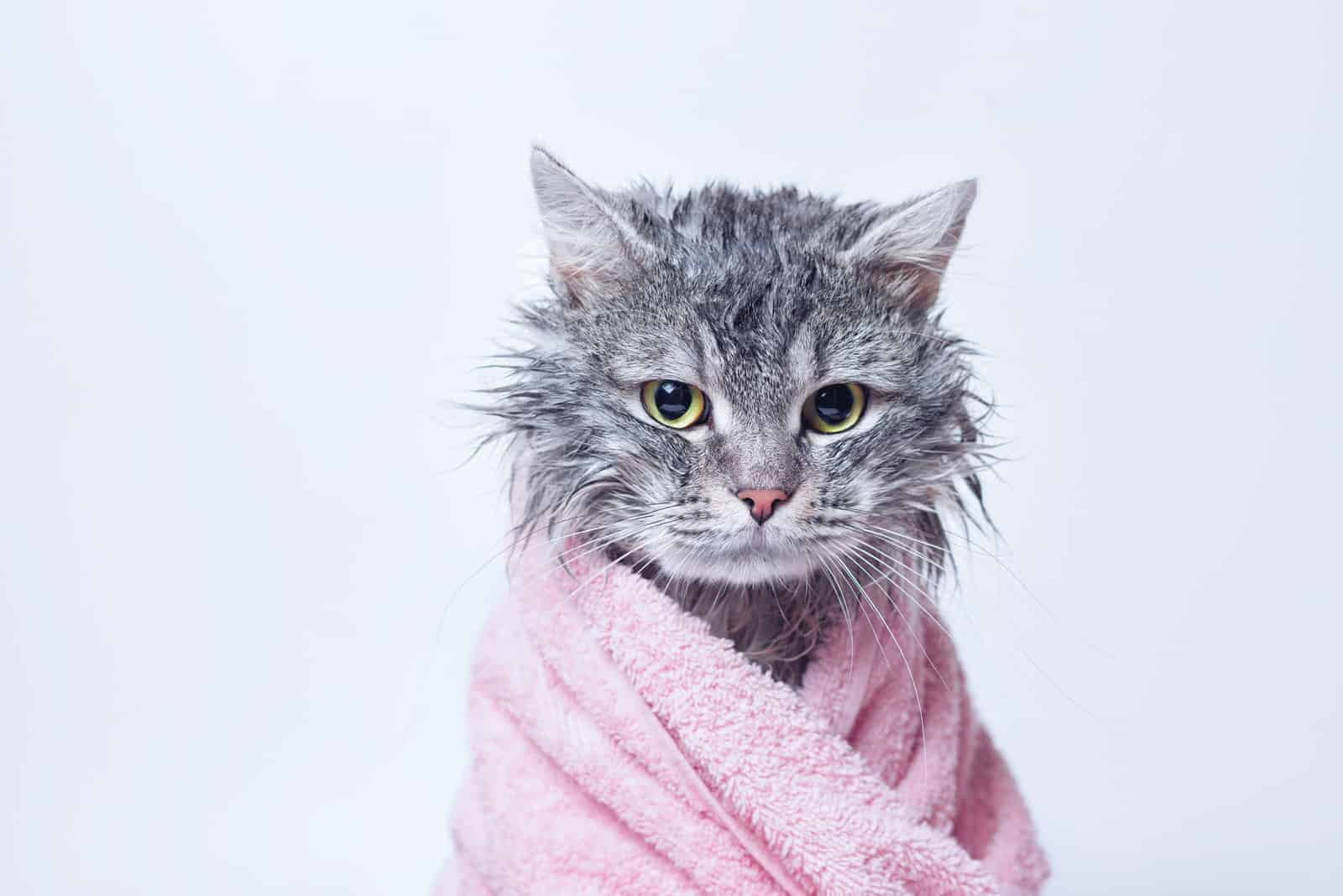 a bathed cat wrapped in a towel