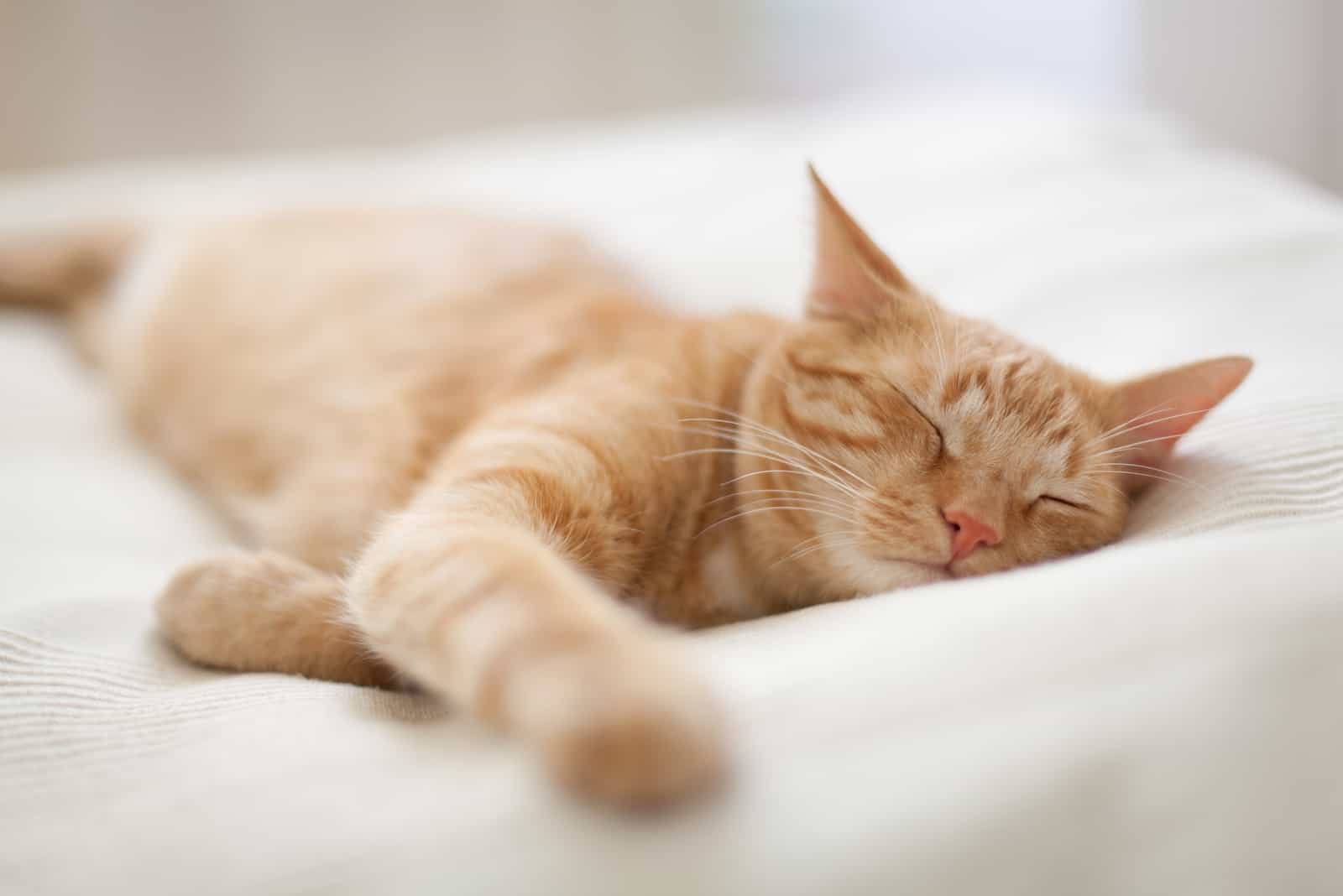 a beautiful cat is lying on the bed