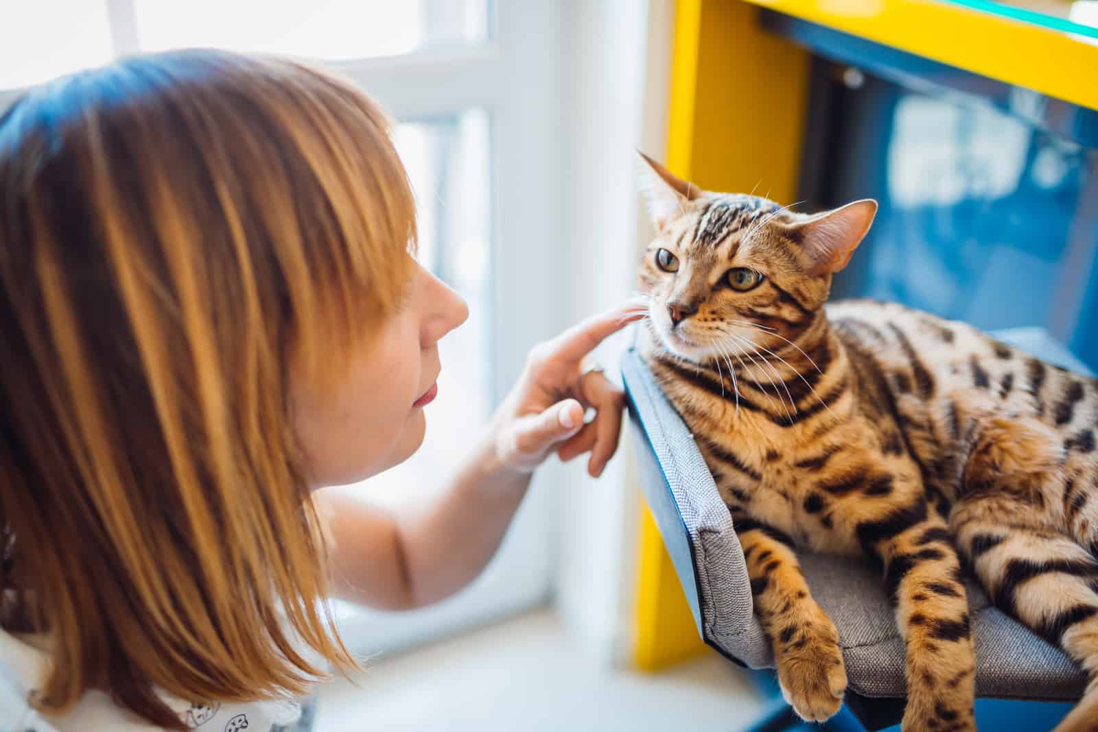 a beautiful woman petting a bengal cat