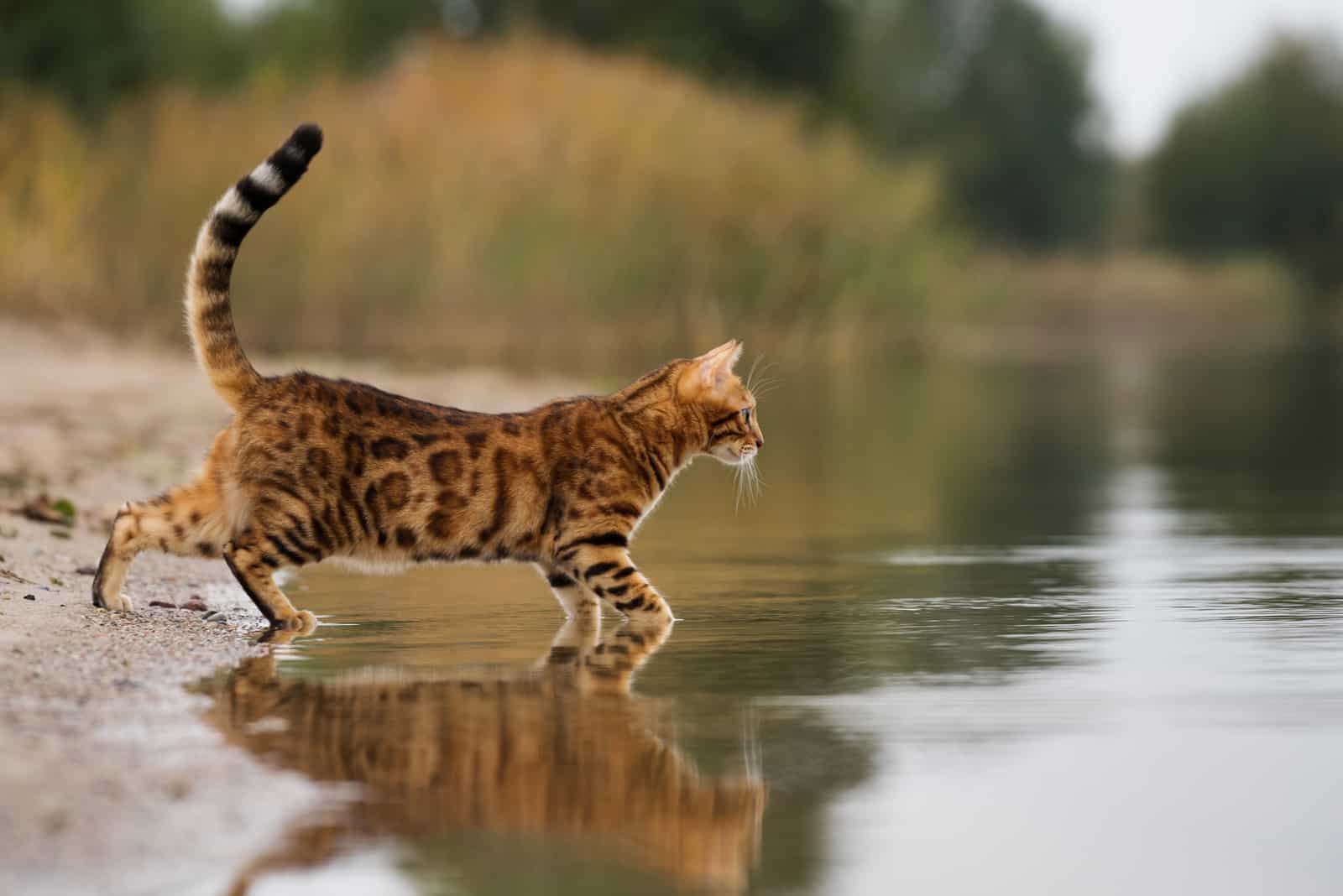 a bengal cat walks on water