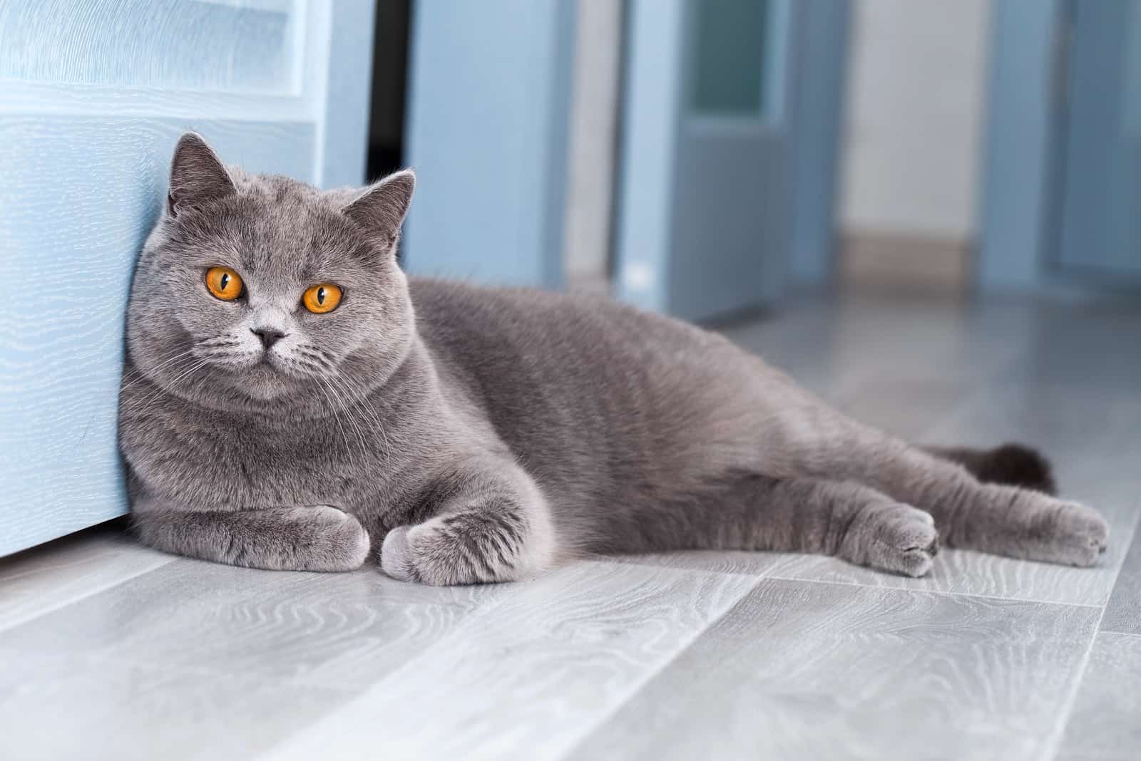 a british shorthair cat lies in the kitchen