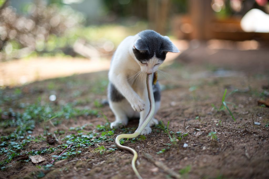 Do Cats Eat Snakes? The Answer Might Surprise You!