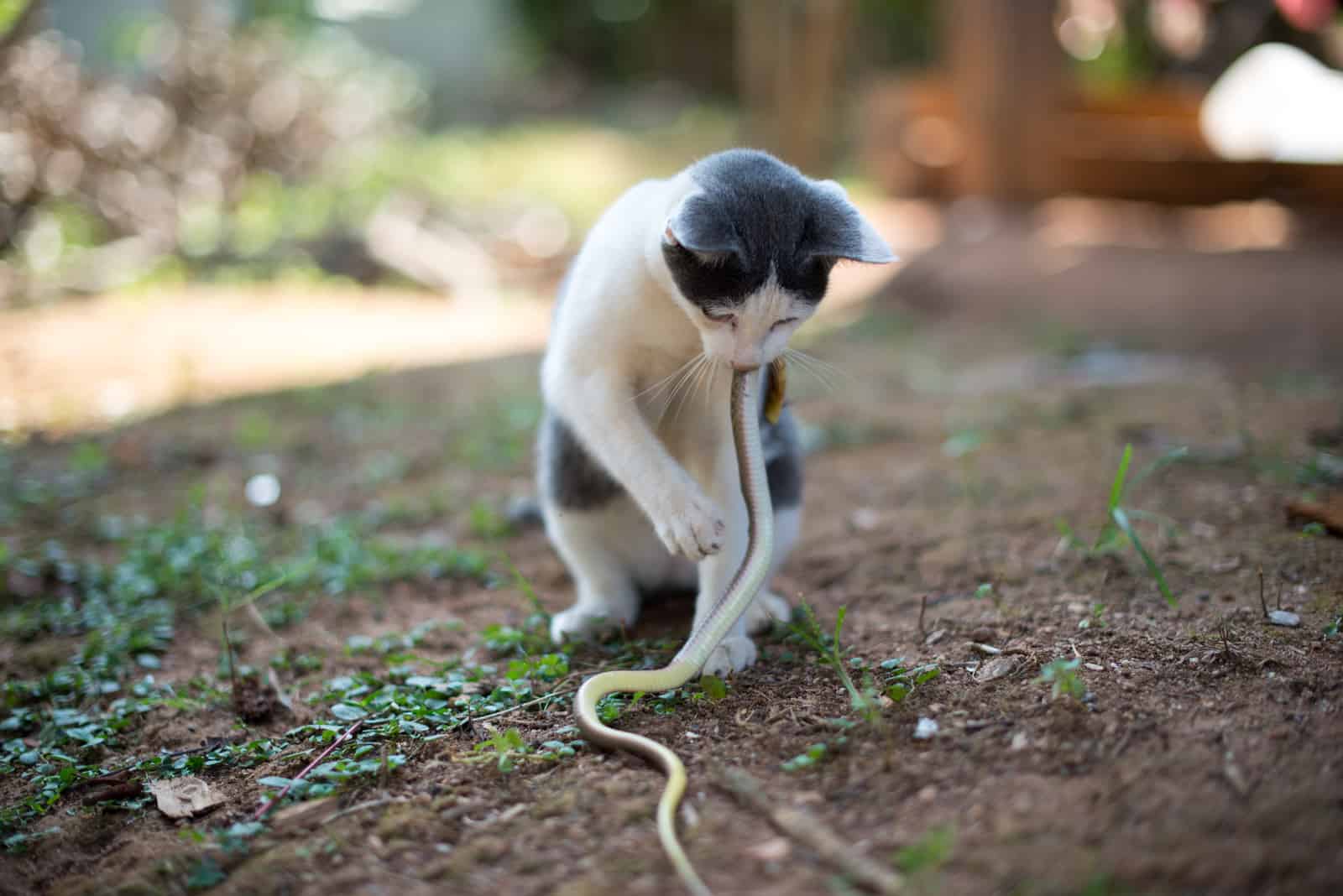 a cat hunting snake outdoor