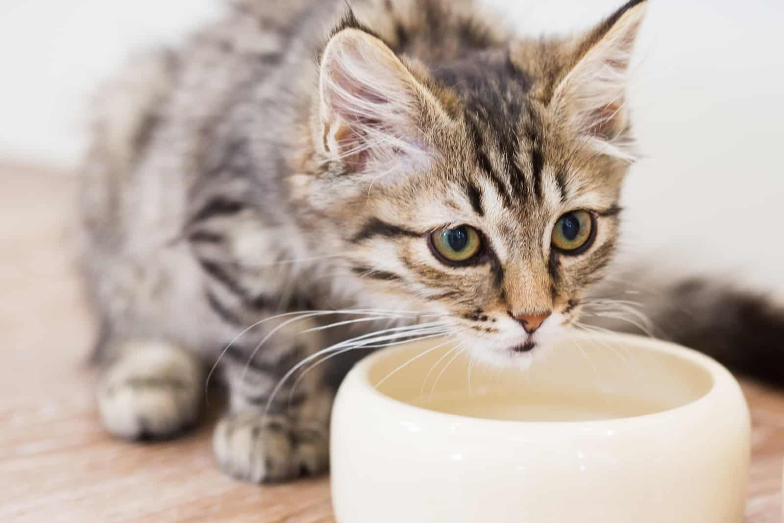 a cat stands above a bowl of water