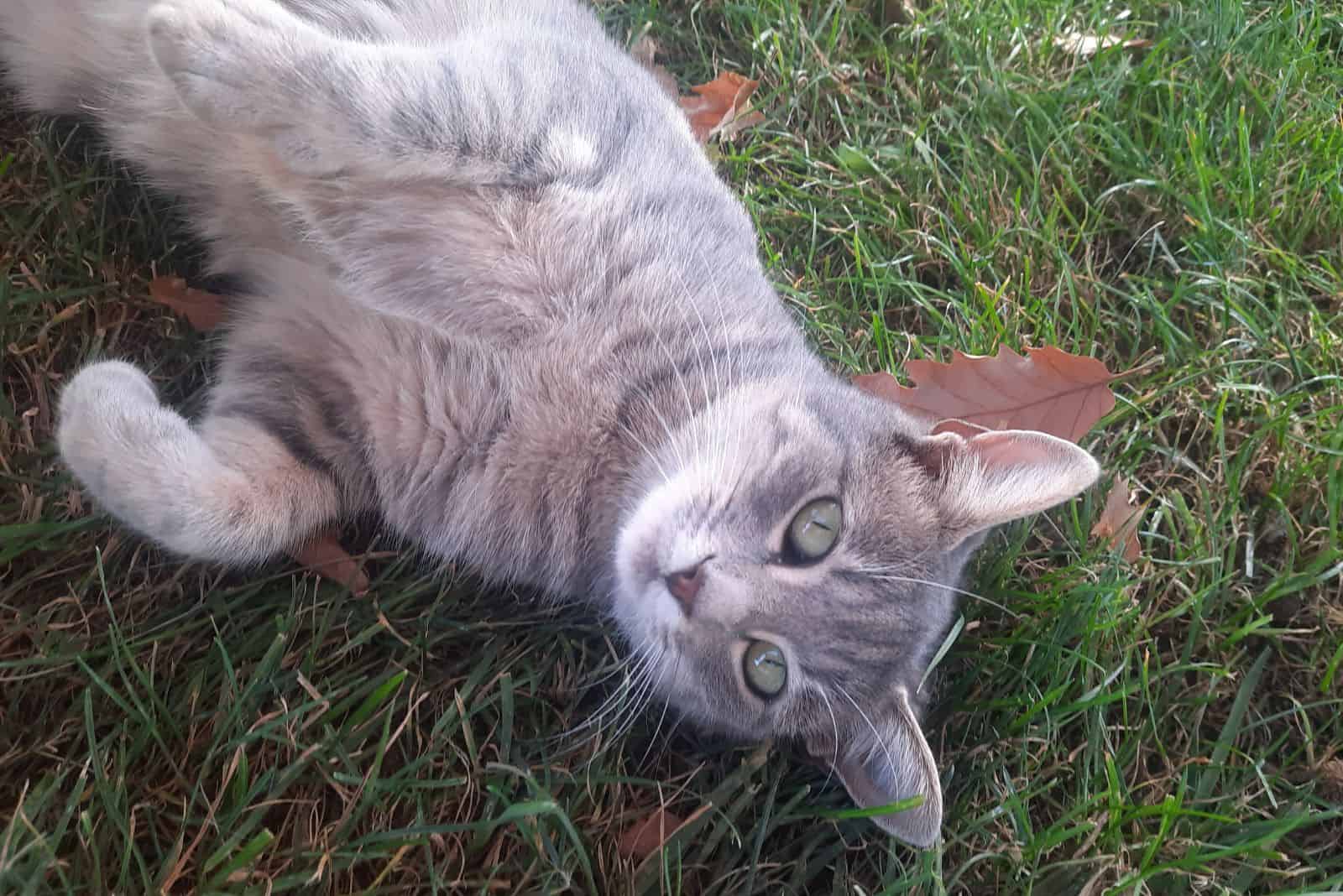 a gray cat is lying on its back outside